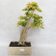 Pokojová bonsai -Ligustrum Aurea - Ptačí zob - 1/6