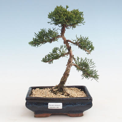 Venkovní bonsai - Juniperus chinensis -Jalovec čínský VB-2020-196