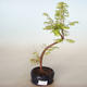 Venkovní bonsai - Metasequoia glyptostroboides - Metasekvoje čínská - 1/2