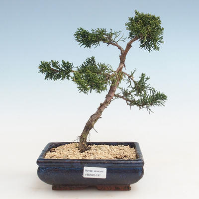 Venkovní bonsai - Juniperus chinensis -Jalovec čínský VB-2020-197