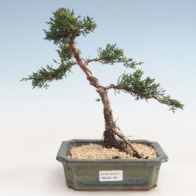 Venkovní bonsai - Juniperus chinensis -Jalovec čínský VB-2020-198