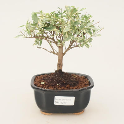 Pokojová bonsai -Ligustrum variegata - Ptačí zob - 1