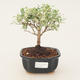 Pokojová bonsai -Ligustrum variegata - Ptačí zob - 1/3