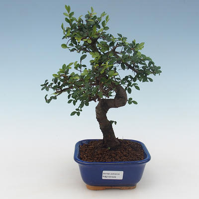 Pokojová bonsai - Ulmus parvifolia - Malolistý jilm PB2191504 - 1