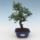 Pokojová bonsai - Ulmus parvifolia - Malolistý jilm PB2191504 - 1/3