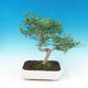 Pokojová bonsai - Fraxinus uhdeii - pokojový Jasan - 1/2