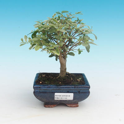 Pokojová bonsai -Ligustrum variegata - Ptačí zob - 1