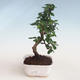 Pokojová bonsai - Carmona macrophylla - Čaj fuki PB2191305 - 1/5