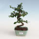 Pokojová bonsai - Carmona macrophylla - Čaj fuki PB2191310 - 1/5