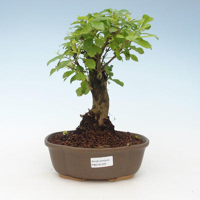Pokojová bonsai - Duranta erecta Aurea 414-PB2191370 - 1