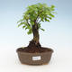 Pokojová bonsai - Duranta erecta Aurea 414-PB2191370 - 1/3
