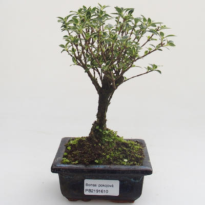 Pokojová bonsai - Serissa foetida Variegata - Strom tisíce hvězd PB2191610 - 1
