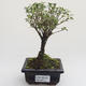 Pokojová bonsai - Serissa foetida Variegata - Strom tisíce hvězd PB2191610 - 1/2
