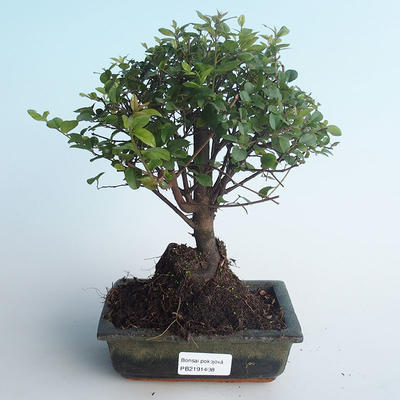 Pokojová bonsai - Sagerécie thea - Sagerécie thea 414-PB2191408 - 1