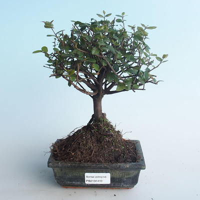 Pokojová bonsai - Sagerécie thea - Sagerécie thea 414-PB2191410 - 1