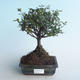 Pokojová bonsai - Sagerécie thea - Sagerécie thea 414-PB2191410 - 1/4