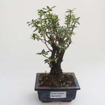 Pokojová bonsai - Serissa foetida Variegata - Strom tisíce hvězd PB2191620 - 1