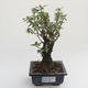Pokojová bonsai - Serissa foetida Variegata - Strom tisíce hvězd PB2191620 - 1/2