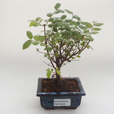 Pokojová bonsai - Sagerécie thea - Sagerécie thea PB2191630 - 1