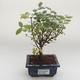 Pokojová bonsai - Sagerécie thea - Sagerécie thea PB2191630 - 1/4