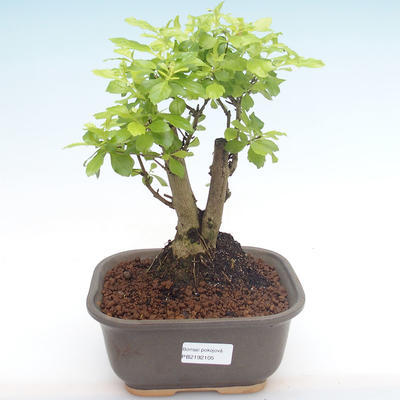 Pokojová bonsai - Duranta erecta Aurea PB2192105 - 1