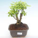 Pokojová bonsai - Duranta erecta Aurea PB2192105 - 1/3