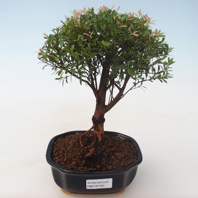 Pokojová bonsai - Syzygium - Pimentovník PB2191720 - 1