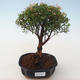 Pokojová bonsai - Syzygium - Pimentovník PB2191720 - 1/3