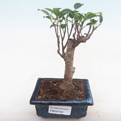 Pokojová bonsai - Ficus retusa -  malolistý fíkus PB220159 - 1