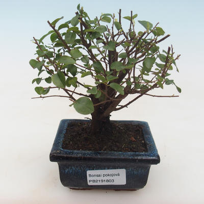 Pokojová bonsai - Sagerécie thea - Sagerécie thea PB2191803 - 1