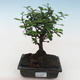Pokojová bonsai - Carmona macrophylla - Čaj fuki PB2191820 - 1/5