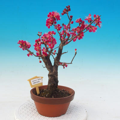Venkovní bonsai -Japonská meruňka - Prunus Mume - 1