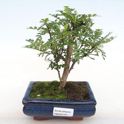 Pokojová bonsai - Zantoxylum piperitum - Pepřovník PB2201101 - 1