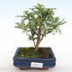 Pokojová bonsai - Zantoxylum piperitum - Pepřovník PB2201101 - 1/4