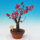 Venkovní bonsai -Japonská meruňka - Prunus Mume - 1/5