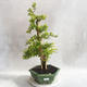 Pokojová bonsai - Duranta erecta Aurea - 1/2