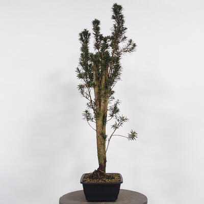 Venkovní bonsai - Taxus cuspidata  - Tis japonský - 1