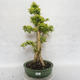 Pokojová bonsai - Duranta erecta Aurea - 1/6