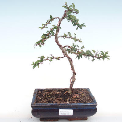 Venkovní bonsai-Pyracanta Teton -Hlohyně VB2020-105 - 1