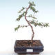 Venkovní bonsai-Pyracanta Teton -Hlohyně VB2020-105 - 1/2