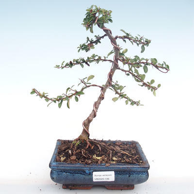 Venkovní bonsai-Pyracanta Teton -Hlohyně VB2020-106 - 1