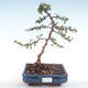 Venkovní bonsai-Pyracanta Teton -Hlohyně VB2020-106 - 1/2