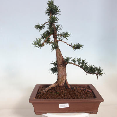 Venkovní bonsai - Taxus cuspidata  - Tis japonský - 1