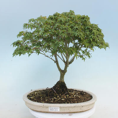 Acer palmatum KIOHIME - Javor dlanitolistý - 1