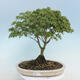Acer palmatum KIOHIME - Javor dlanitolistý - 1/5