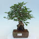 Venkovní bonsai -Carpinus CARPINOIDES - Habr korejský - 1/5