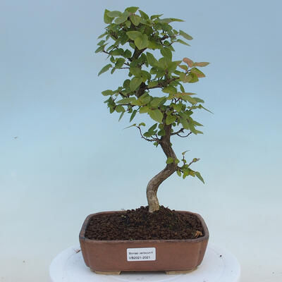 Venkovní bonsai - Carpinus CARPINOIDES - Habr korejský - 1