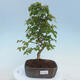 Venkovní bonsai - Carpinus CARPINOIDES - Habr korejský - 1/4