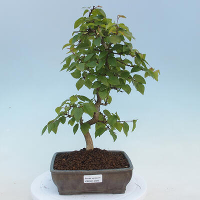 Venkovní bonsai - Carpinus CARPINOIDES - Habr korejský - 1