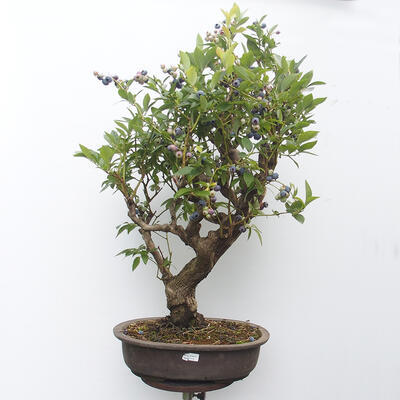 Venkovní bonsai - kanadská borůvka - Vaccinium corymbosum - 1